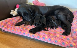 Labrador Retriever dogs for sale: 🌟🌟5 star licensed Breeder 🌟🌟🌟 - Image 5