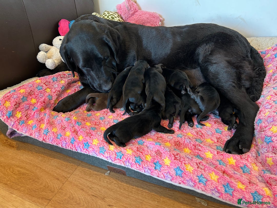 Labrador Retriever dogs for sale: 🌟🌟5 star licensed Breeder 🌟🌟🌟 - Image 5