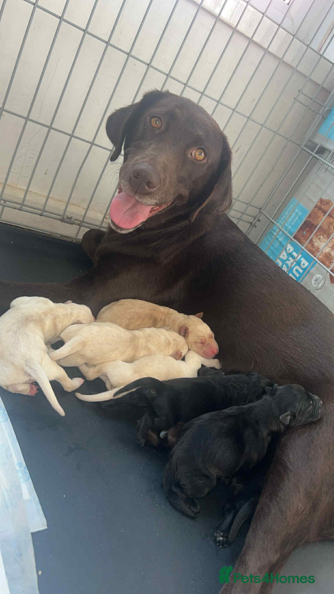 Labrador Retriever dogs for sale: Male golden Labrador puppy  - Image 3