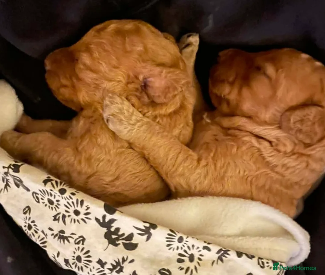 Standard Poodle dogs for sale: Standard poodle puppies  - Advert 1