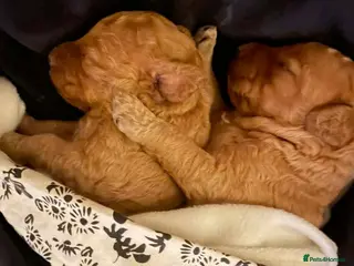 Standard Poodle dogs Standard poodle puppies - Advert 9