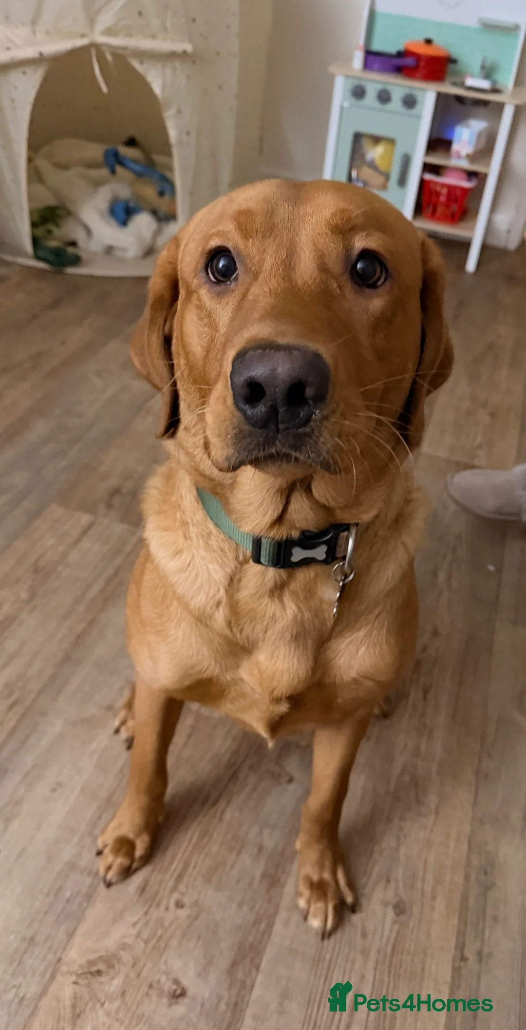 Labrador Retriever dogs for sale: Meet Buddy - Advert 6