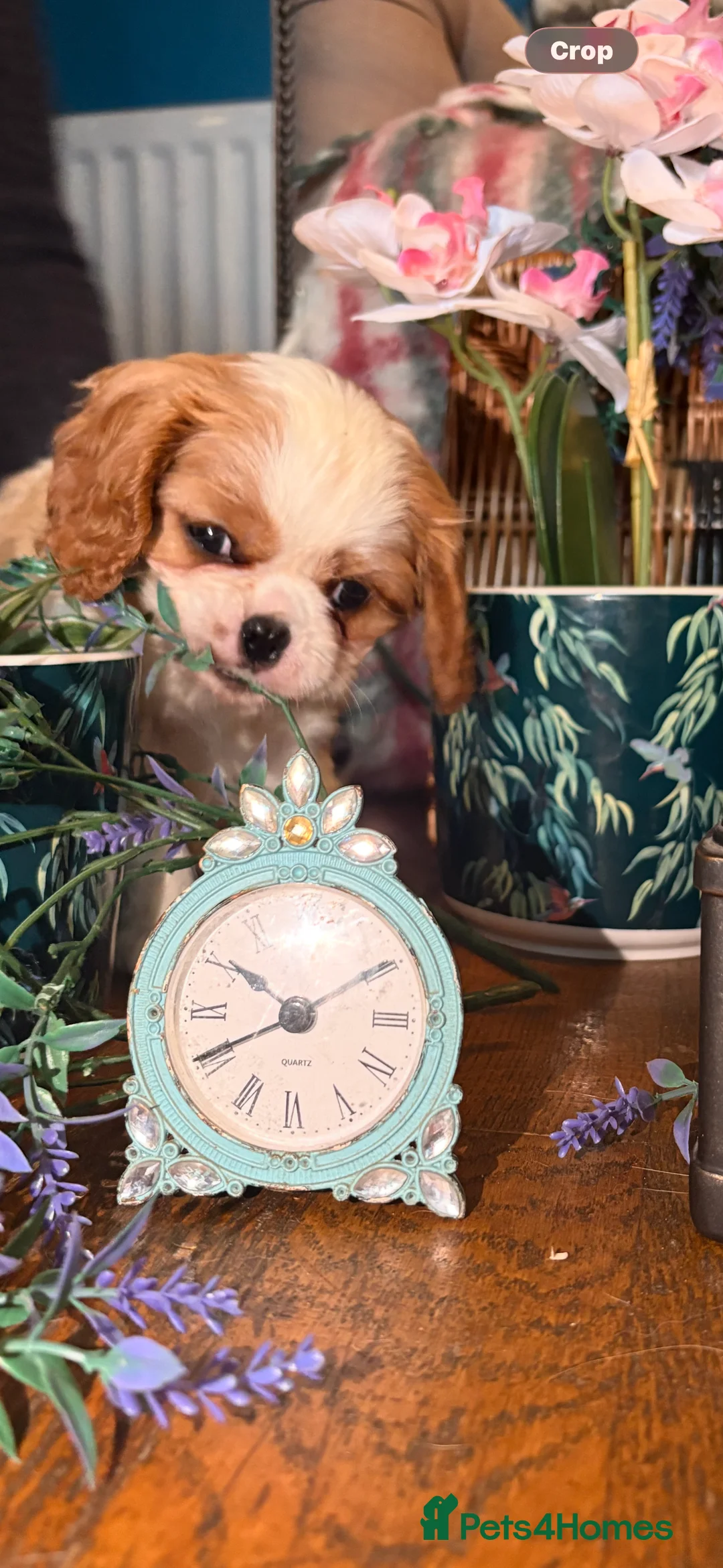 Cavalier King Charles Spaniel dogs for sale: KC PEDIGREE CAVALIER KING CHARLES - Advert 13