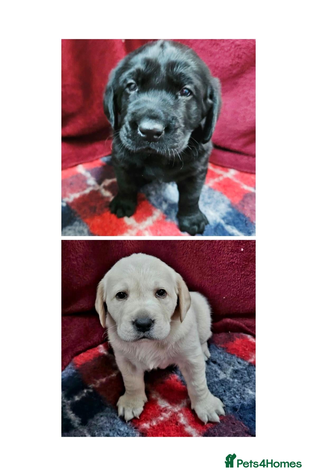 Labrador Retriever dogs Retriever Labrador - Advert 12