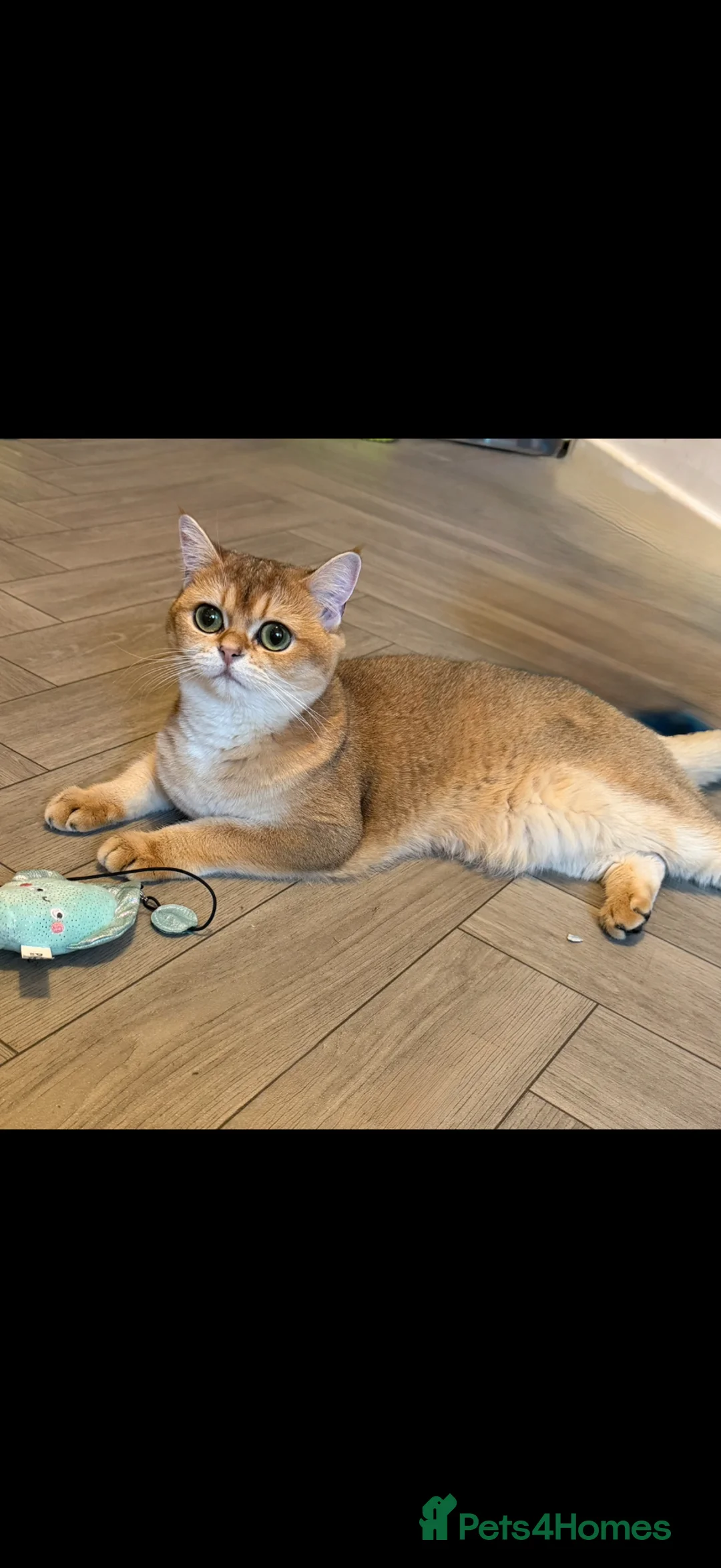 British Shorthair cats for sale: Golden British short hair female  in Wigan - Advert 1