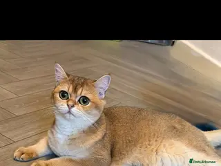 British Shorthair cats Golden British short hair female - Advert 1