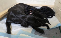 Labrador Retriever dogs for sale: Black Labrador Retreiver pups - Image 5
