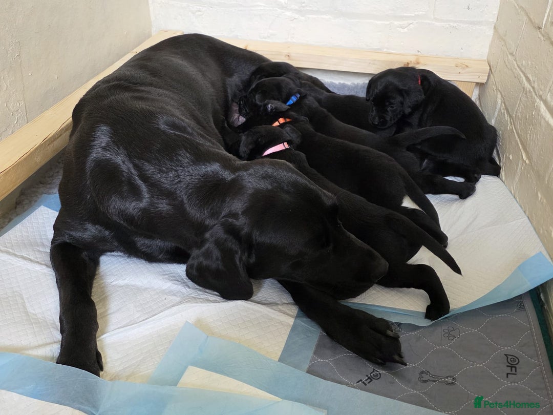 Labrador Retriever dogs for sale: Black Labrador Retreiver pups - Image 5