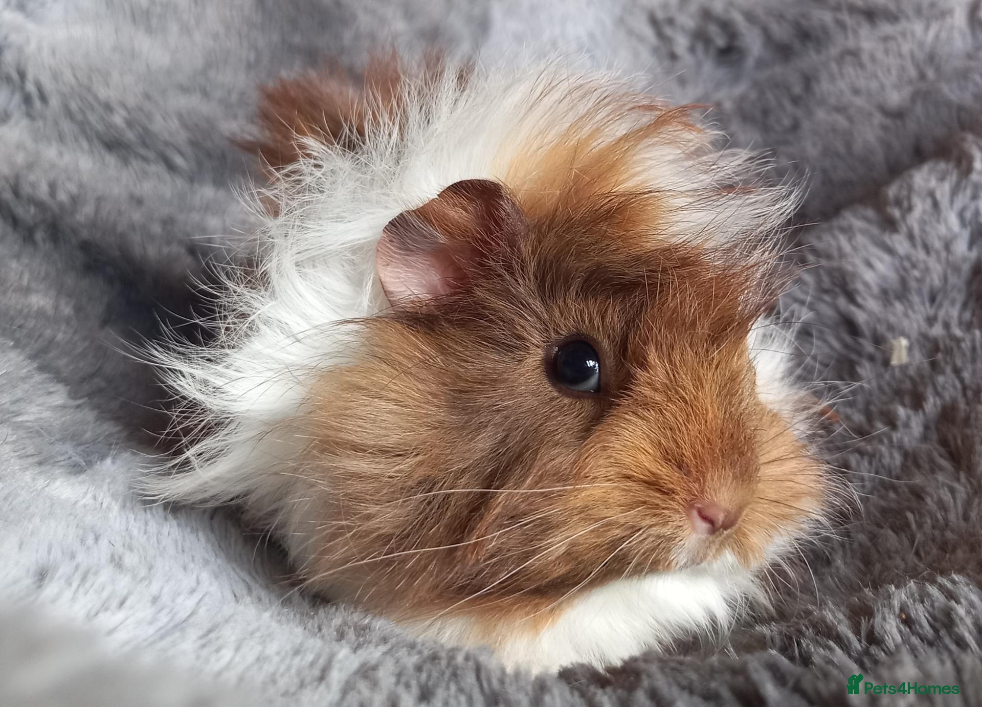 Guinea Pig rodents Baby Guinea Pigs for Sale - Ready Now. - Advert 3