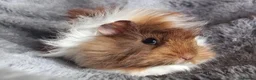 Guinea Pig rodents for sale: Baby Guinea Pigs for Sale - Ready Now. - Advert 1