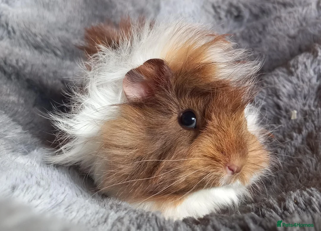 Guinea Pig rodents for sale: Baby Guinea Pigs for Sale - Ready Now. - Advert 1