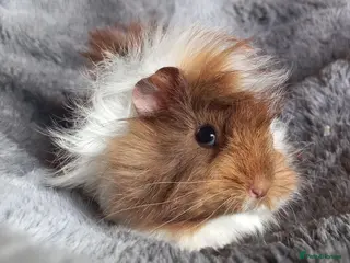 Guinea Pig rodents Baby Guinea Pigs for Sale - Ready Now. - Advert 3