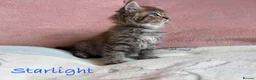Perdoll cats for sale: Absolutely beautiful Perdoll Kittens  - Advert 11