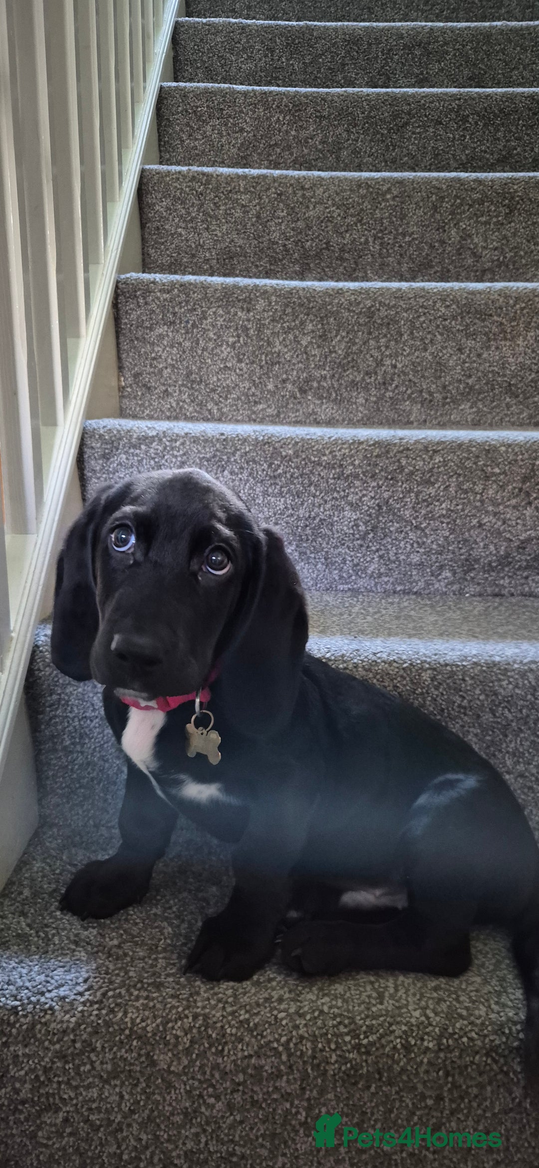 Mixed Breed dogs for sale: Clove - Advert 4