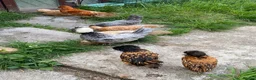 Chickens poultry for sale: 6 Polish Bantam hatching eggs  - Advert 3