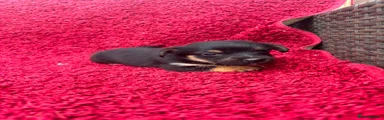 Jack Russell 2