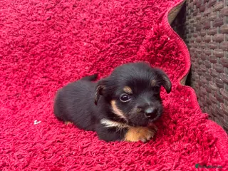 Jack Russell dogs 1 boy left - Advert 3