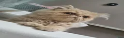 Persian cats for sale: Beautiful cream persian babies  - Advert 7
