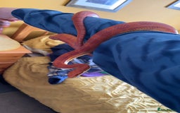 Corn Snake reptiles for sale: Beautiful cornsnake for sale to a loving owner!  - Advert 4