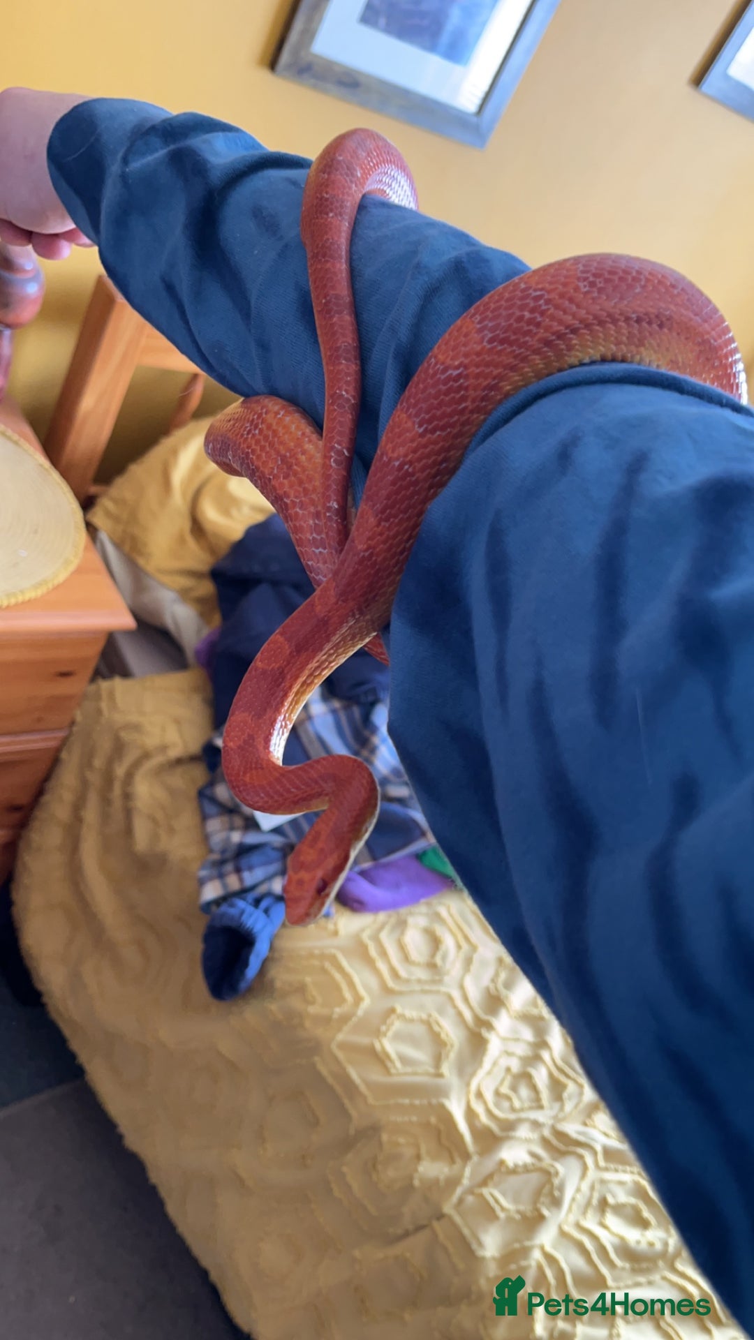 Corn Snake reptiles for sale: Beautiful cornsnake for sale to a loving owner!  - Advert 4