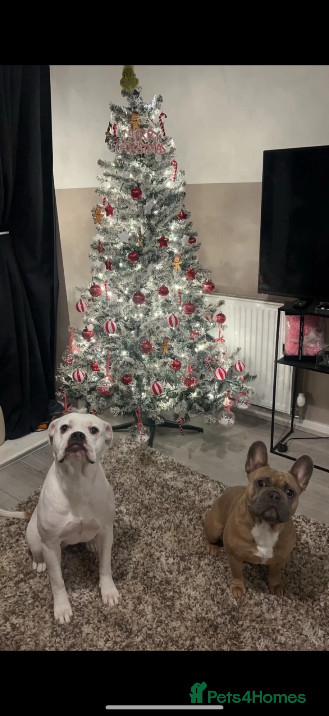 Mixed Breed dogs for sale: Remy  - Advert 2