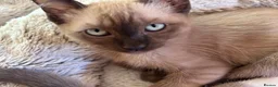 Tonkinese cats for sale: Exquisite Kittens- Tonkinese Dolls - Advert 23