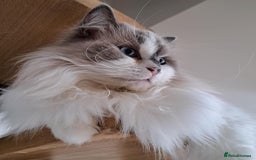 Ragdoll cats for sale: Loving Ragdoll girl for sale - Image 9