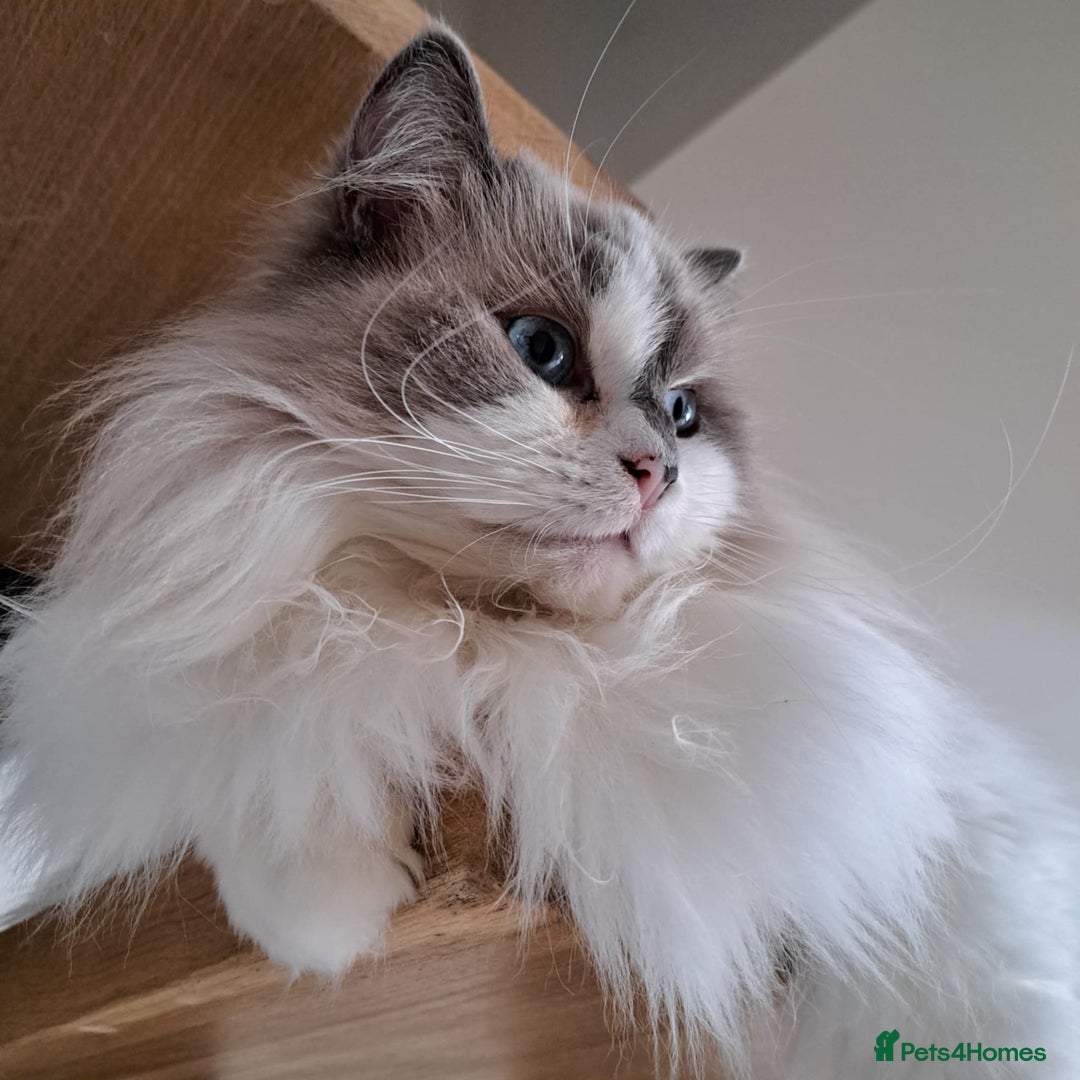 Ragdoll cats for sale: Loving Ragdoll girl for sale - Image 9