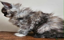 Maine Coon cats for sale: XXL Champion Line Maine Coons – Rare, Very Fluffy! - Advert 14