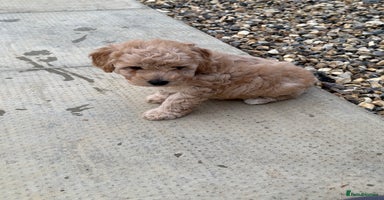 Cockapoo dogs - Advert 2
