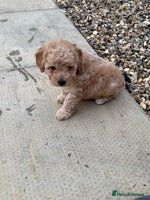 Cockapoo dogs - Advert 2