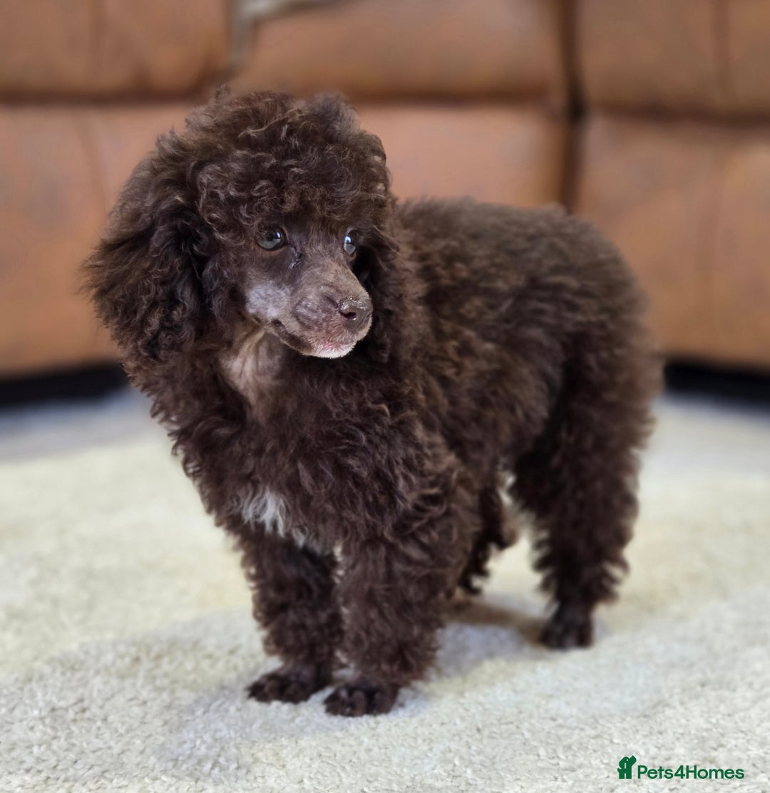Toy Poodle dogs for sale: Gorgeous Tiny Toy Poodle Pups  - Image 6