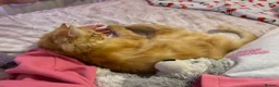 Mixed Breed cats for sale: Oscar Purrastri  - Advert 5