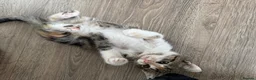 American Shorthair cats for sale: Beautiful kitties looking for forever home  in Northolt - Advert 32