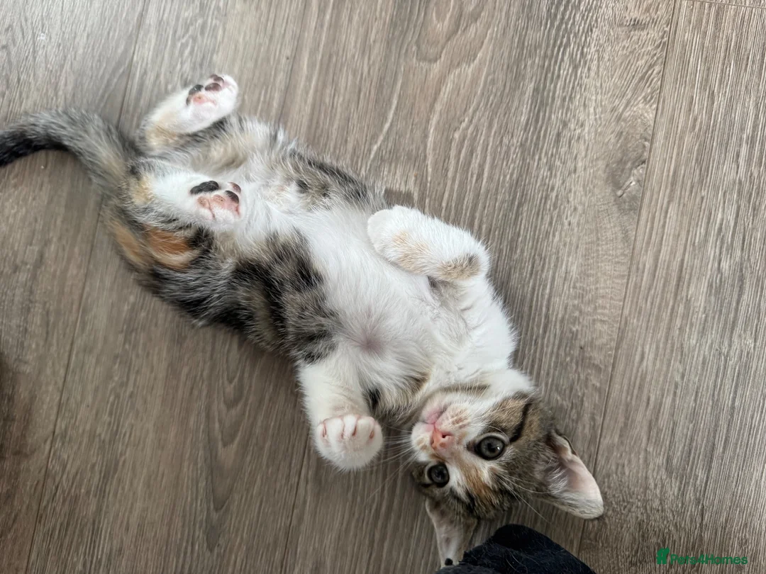 American Shorthair cats for sale: Beautiful kitties looking for forever home  in Northolt - Advert 32
