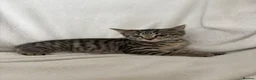 Mixed Breed cats for sale: 4 Lovely Kittens Ready To Join Your Family Today😻 - Advert 12