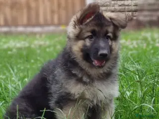 German Shepherd dogs Traditional Long Coat, Straight backed GSD Puppies - Advert 1