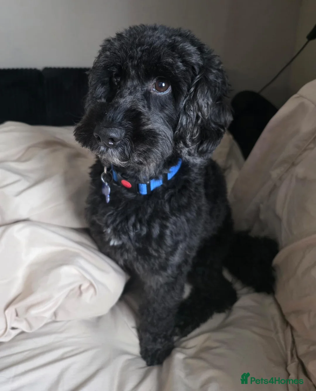Cockapoo dogs for sale: Sad rehoming  of kobie Cockapoo in Derby - Advert 2