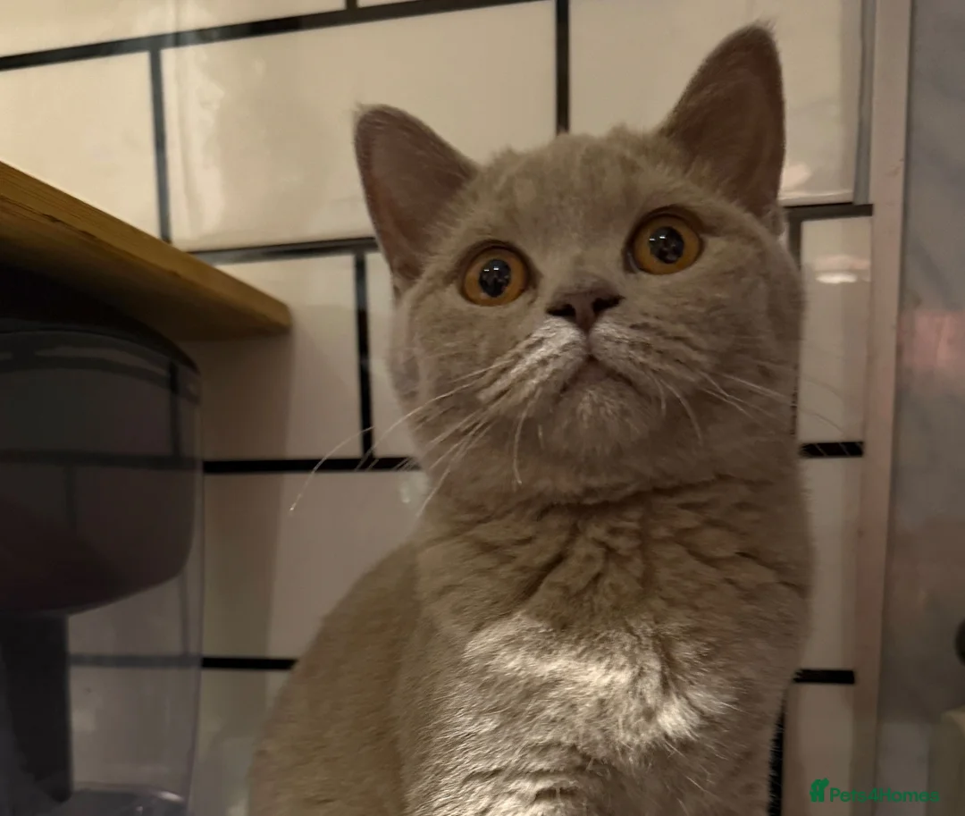 British Shorthair cats for sale: GCCF British shorthair kittens!Ready to collect! - Advert 1