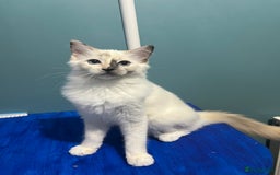 Ragdoll cats for sale: GCCF Ragdoll kittens ready now - Image 23