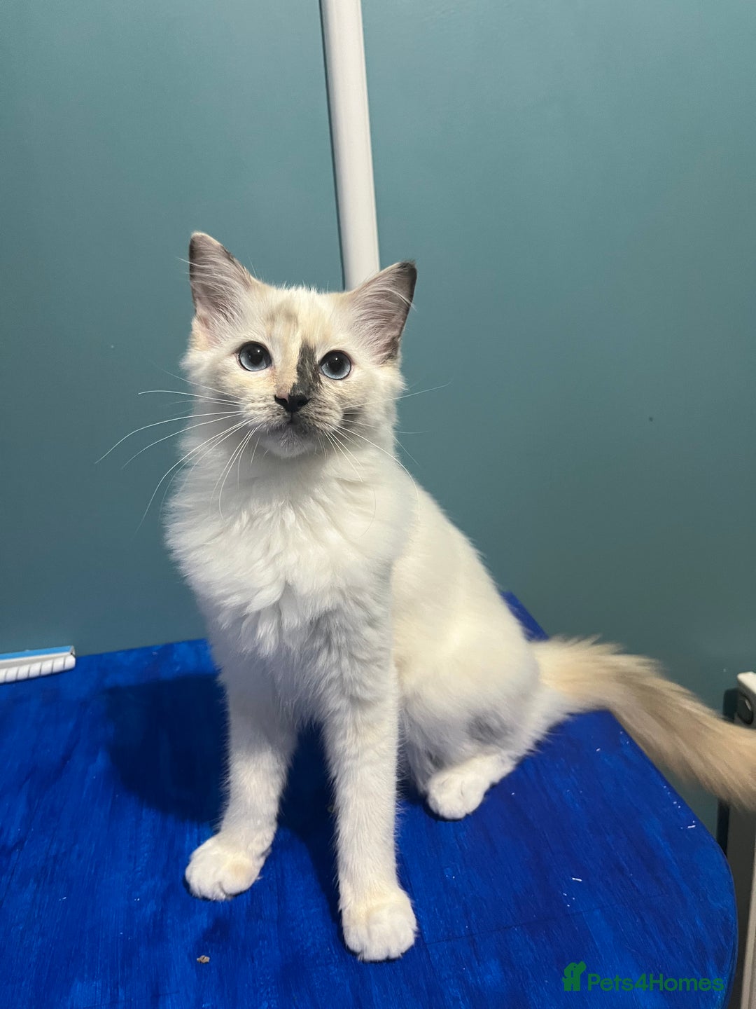 Ragdoll cats for sale: GCCF Ragdoll kittens ready now - Image 23