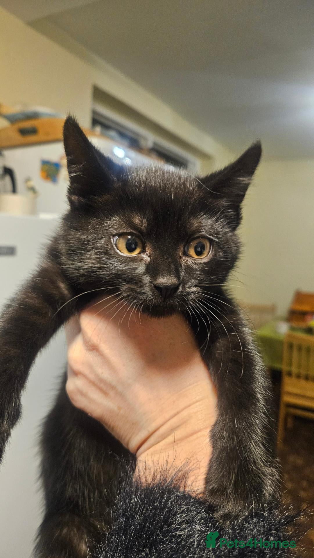 Domestic Shorthair cats Kittens  - Advert 19