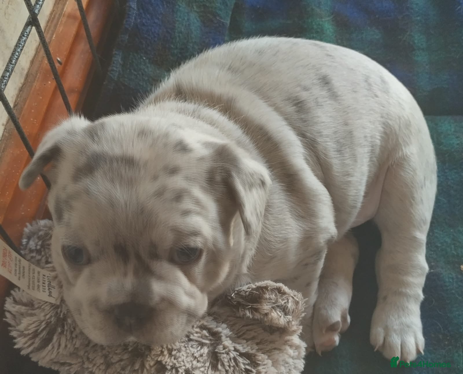 French Bulldog Puppy 1