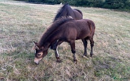 Welsh Section D horses for sale: 3 babies for sale - Image 2