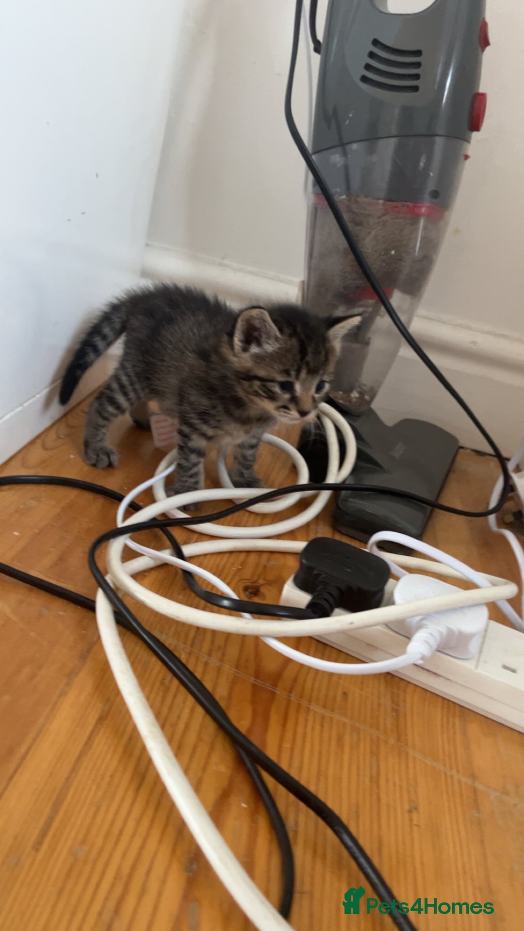 Mixed Breed cats for sale: Tabby kittens x 2 - Image 1
