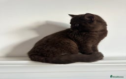 British Shorthair cats for sale: Ready🏡British Shorthair Chuky Kittens - Image 15
