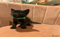 Domestic Shorthair cats for sale: Adorable Tortoiseshell Kittens - Image 27