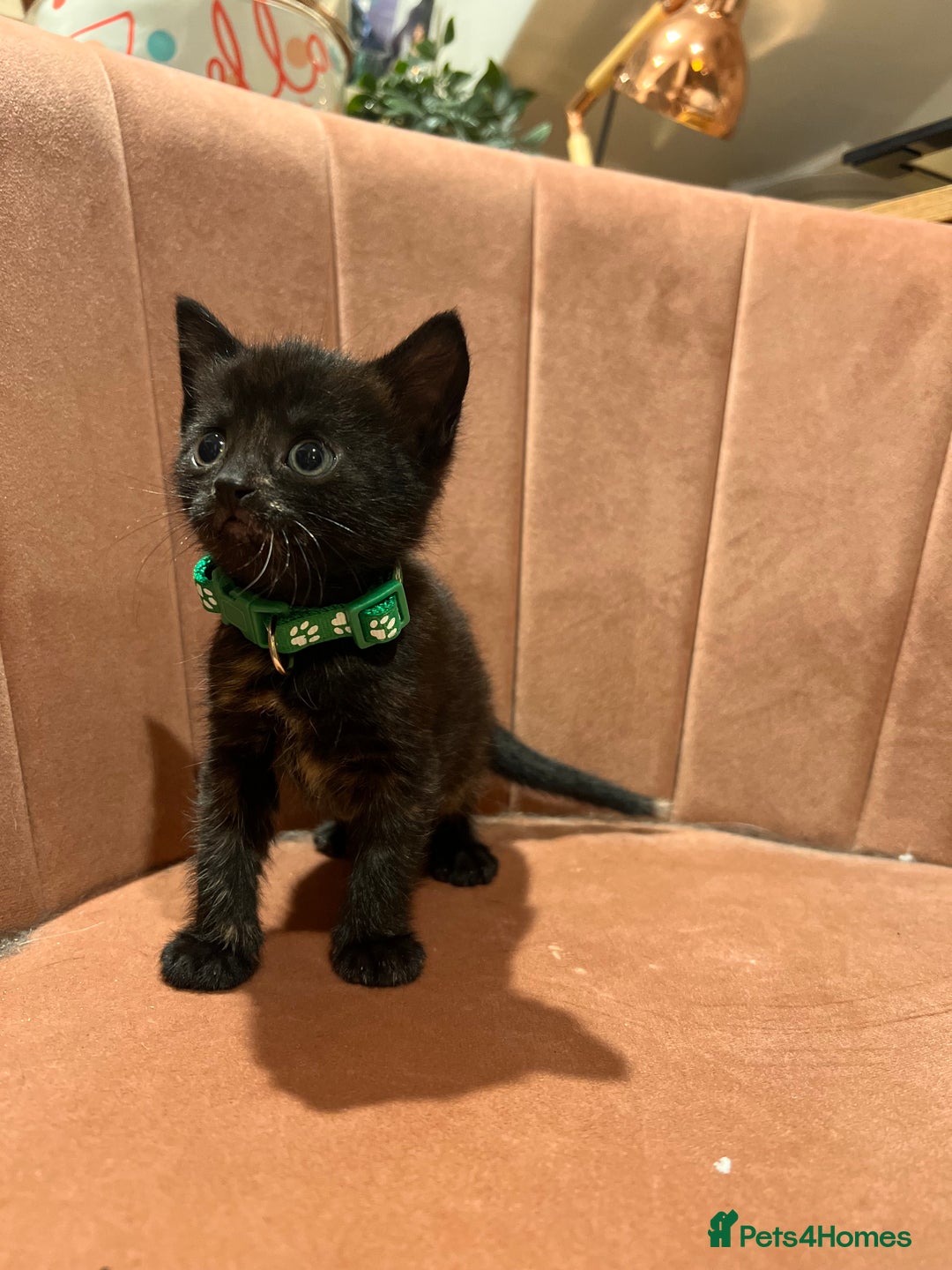 Domestic Shorthair cats for sale: Adorable Tortoiseshell Kittens - Image 27
