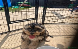 Cockapoo dogs for sale: STUNNING MINIATURE F1 COCKAPOO PUPPIES  in Slough - Image 17