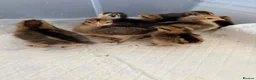 Chickens poultry for sale: Mixed breed chicks for sale  - Advert 4